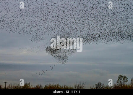 Burscough, MERSEYSIDE REGNO UNITO Meteo 19 Novembre, 2017. Spettacolare branchi di Starling mumurate su Martin mera riserva al tramonto come una stima di 50 mila gli storni si riuniranno presso l insorgenza di un inverno freddo e inizio thje notti si attiva questo autunno raccolta e raggruppamenti. Il mormorio o vibrazione, l'interazione tra i numeri enormi come si vola, è piuttosto intensa ed è pensato per formare parte di una comunicazione di sorta. Queste enormi greggi sono il più grande visto negli ultimi dodici anni e attirano un gran numero dei birdwatcher per la zona. Il credito. MediaWorldImages/AlamyLiveNews Foto Stock