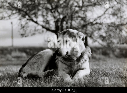 Jeff Krotz archivio personale di famiglia di ritratti presi nel corso del secolo scorso Foto Stock