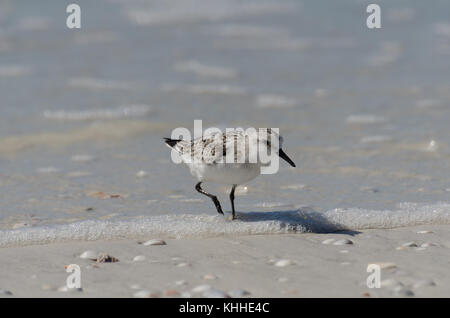 Sanderling, alimentando al margine delle acque, st Pete Beach, Florida Foto Stock