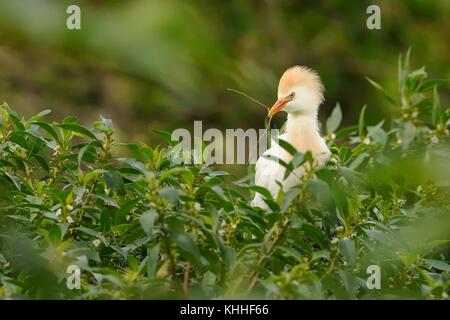 L'Airone guardabuoi (Bubulcus ibis) appollaiato su un albero verde con sfondo verde. Esso ha un piumaggio nuziale e un becco rosso e gli occhi. Foto Stock