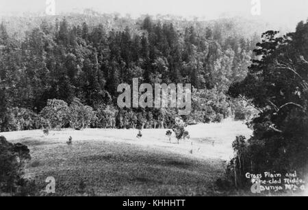 2 394137 pianoro erboso e rivestita in pino ridge, Bunya montagne, ca. 1920 Foto Stock