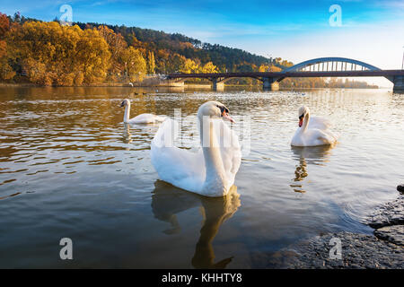 Tranquillo cigni bianchi galleggiante sul fiume vicino a Ponte in autunno (piestany, Slovacchia) Foto Stock