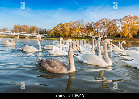 Tranquillo cigni bianchi galleggiante sul fiume vicino a Ponte in autunno (piestany, Slovacchia) Foto Stock