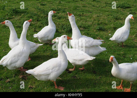 Un gruppo di Emden oche in un campo di Devonshire. Foto Stock