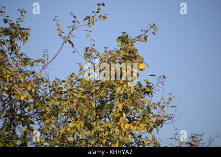 Albero di mela cotogna con frutti. inverno apple. novembre frutto Foto Stock