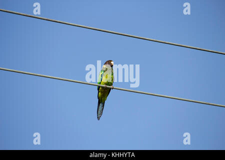 Una luminosa verde sfumato Ringneck australiano (Barnardius zonarius) un pappagallo nativo di Australia posatoi su un suburbano linea di potenza su un bel giorno Foto Stock