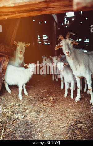 Famiglia di capra in un granaio Foto Stock