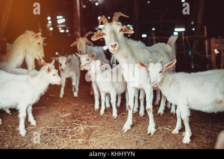 Famiglia di capra in un granaio Foto Stock