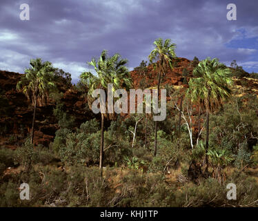 Cavolo rosso palm (Livistonia Mariae), Palm Valley (Mpulungkinya), Finke Gorge National Park, il Territorio del Nord, l'Australia Foto Stock