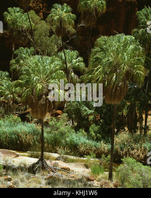 Cavolo rosso palm (Livistonia Mariae), Palm Valley (Mpulungkinya), Finke Gorge National Park, il Territorio del Nord, l'Australia Foto Stock