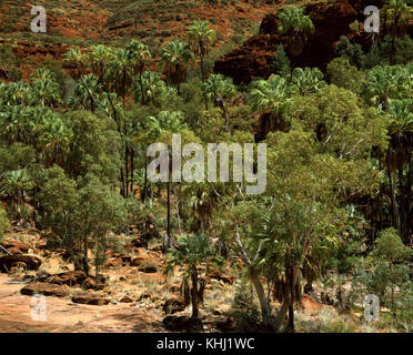 Cavolo rosso palm (Livistonia Mariae), Palm Valley (Mpulungkinya), Finke Gorge National Park, il Territorio del Nord, l'Australia Foto Stock