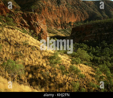 Collina ricoperta di Spinifex (Triodia sp.). Ormiston Gorge, West MacDonnell National Park, il Territorio del Nord, l'Australia Foto Stock