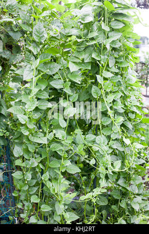 Crescendo il Malabar gli spinaci in fattoria in estate Foto Stock