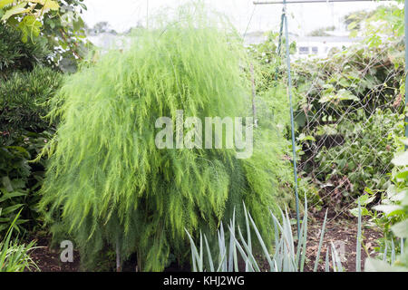 Grande mazzo di asparagi lascia su di fattoria in estate Foto Stock