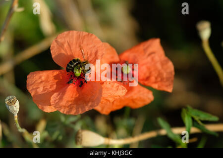 Bee impollinatori il papavero in un prato Foto Stock