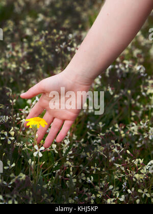 Donna mano accarezzando un bel fiore giallo Foto Stock