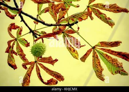 Close up platanus Tree (Struttura piano) con colore di autunno leafs. fotografato in Bulgaria nel mese di ottobre Foto Stock