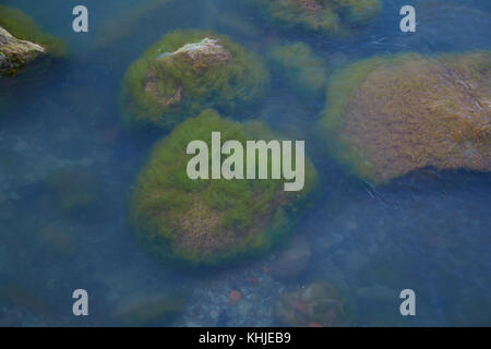 Pietre di mare coperta con le alghe verdi in blu acqua di mare sulla riva del mar Baltico Foto Stock