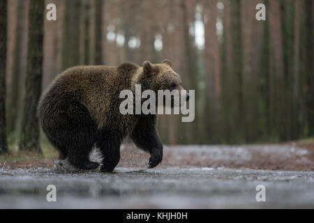 L'orso bruno eurasiatico ( Ursus arctos ), sulla sua strada attraverso una puddle ghiacciata, correre, in fretta, attraversando una strada forestale, in inverno, sembra divertente, l'Europa. Foto Stock