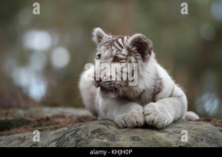 Royal Bengala Tiger ( Panthera tigris ), giovane cucciolo, bianco morfo leucarista, sdraiato su rocce, riposo, guardare intorno, sembra carino e divertente. Foto Stock