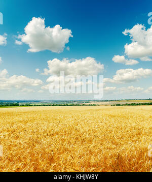 Campo con golden harvest sotto il cielo nuvoloso Foto Stock