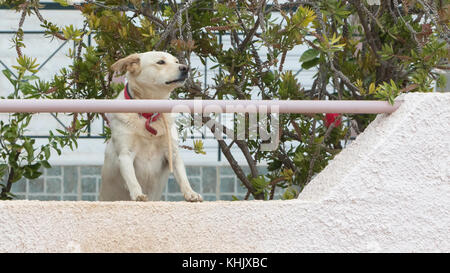 Cane a guardia di una proprietà privata in Grecia Foto Stock