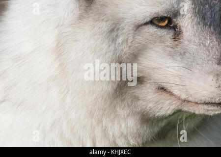 Volpe Artica, Vulpes lagopus, prigionieri close up ritratto mentre in estate in bianco e nero e bianco invernale cappotti. Foto Stock