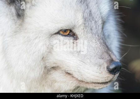 Volpe Artica, Vulpes lagopus, prigionieri close up ritratto mentre in estate in bianco e nero e bianco invernale cappotti. Foto Stock