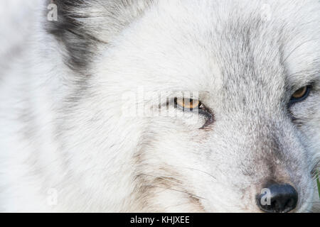 Volpe Artica, Vulpes lagopus, prigionieri close up ritratto mentre in estate in bianco e nero e bianco invernale cappotti. Foto Stock