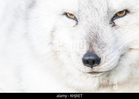 Volpe Artica, Vulpes lagopus, prigionieri close up ritratto mentre in estate in bianco e nero e bianco invernale cappotti. Foto Stock