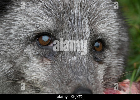 Volpe Artica, Vulpes lagopus, prigionieri close up ritratto mentre in estate in bianco e nero e bianco invernale cappotti. Foto Stock