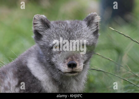 Volpe Artica, Vulpes lagopus, prigionieri close up ritratto mentre in estate in bianco e nero e bianco invernale cappotti. Foto Stock