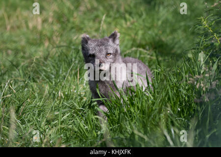 Volpe Artica, Vulpes lagopus, prigionieri close up ritratto mentre in estate in bianco e nero e bianco invernale cappotti. Foto Stock