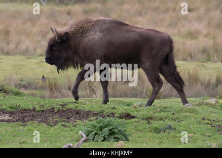 Il bisonte europeo,Bison bonasus, prigionieri close up ritratto mentre si cammina, mangiare o permanente sulla brughiera. Foto Stock