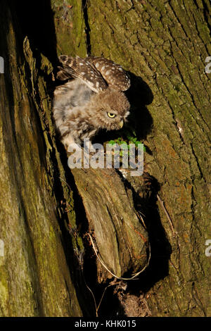 Little Owl ( Athene noctua ), arroccato di fronte alla sua nido cavo in un vecchio salice, che allunga il corpo e le ali alla prima luce del mattino, Europa. Foto Stock