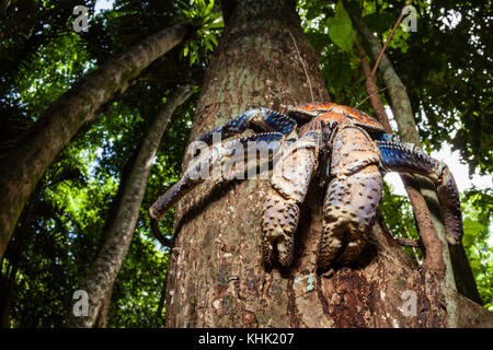 Rapinatore granchio nella foresta pluviale, Birgus latro, Isola Christmas, Australia Foto Stock