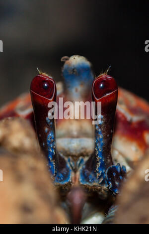 Sgambate Occhi di Robber Crab Birgus latro, Isola Christmas, Australia Foto Stock