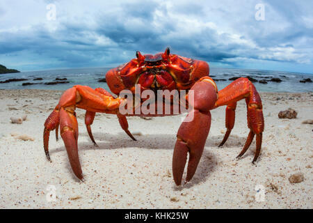 Isola di Natale Granchio rosso a Ethel Beach, Gecarcoidea natalis, Isola Christmas, Australia Foto Stock