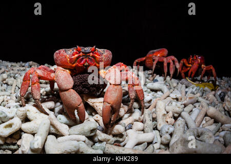 Isola di Natale Granchio rosso eseguire la migrazione per la deposizione delle uova, Gecarcoidea natalis, Isola Christmas, Australia Foto Stock