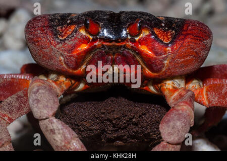 Isola di Natale Granchio rosso eseguire la migrazione per la deposizione delle uova, Gecarcoidea natalis, Isola Christmas, Australia Foto Stock