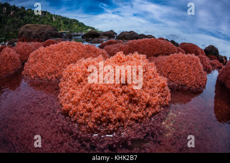 Il novellame di granchi di ritorno dal mare, Gecarcoidea natalis, Isola Christmas, Australia Foto Stock