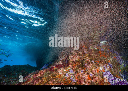 Nuvole di larve di granchio swirl vicino a riva, Gecarcoidea natalis, Isola Christmas, Australia Foto Stock