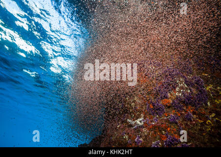 Nuvole di larve di granchio swirl vicino a riva, Gecarcoidea natalis, Isola Christmas, Australia Foto Stock