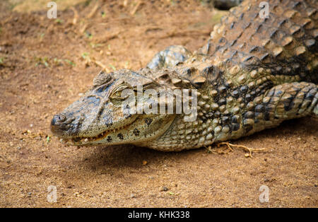Caimano spectacled o comune caimano bianco (crocodilus caimano) close-up su una zona sabbiosa. focus sottolineando la testa di animale, l'occhio giallo e in parte op Foto Stock