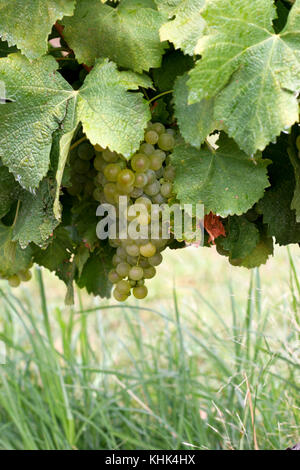 Le uve Chardonnay sulla vite 2009 Foto Stock