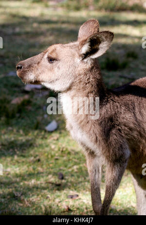 KANGAROO sull'isola Kangaroo 2009 Foto Stock