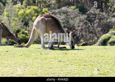 KANGAROO sull'isola Kangaroo 2009 Foto Stock