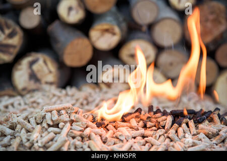 Biomassa fir in flomes - Energie rinnovabili Foto Stock