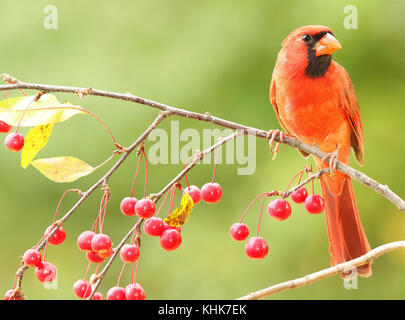 Un maschio Cardinale settentrionale che guarda lontano da ciliegie durante l'autunno in Wisconsin. Foto Stock