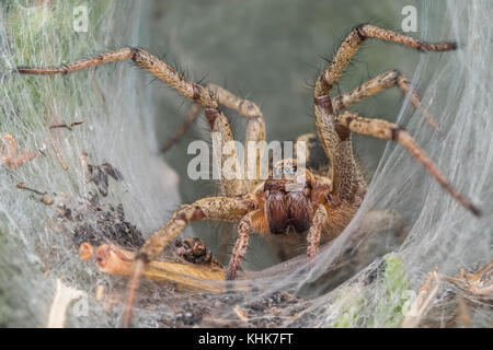 Labryinth Spider (Agelena labyrinthica) all'ingresso del suo imbuto come web. Tipperary, Irlanda Foto Stock